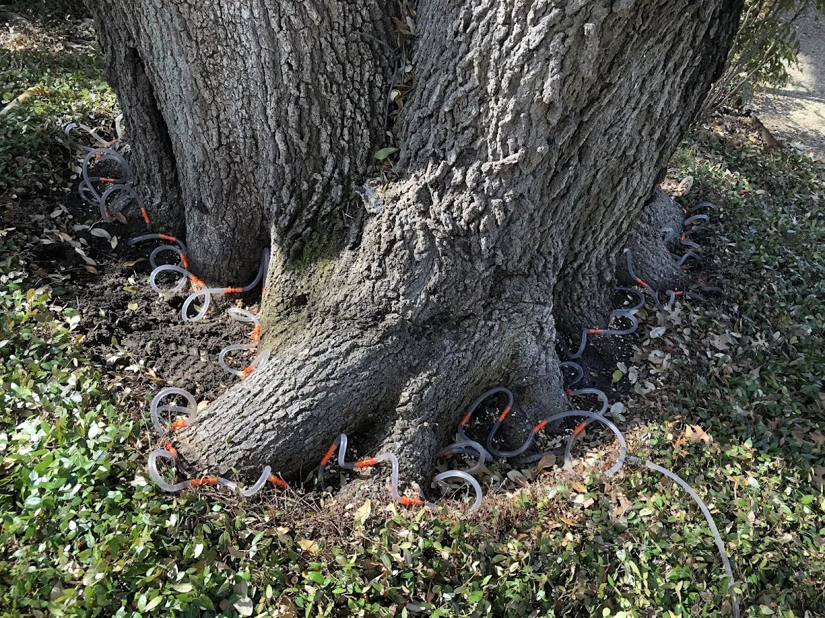 Detailed Tree Cabling and Bracing job site in Berkley
