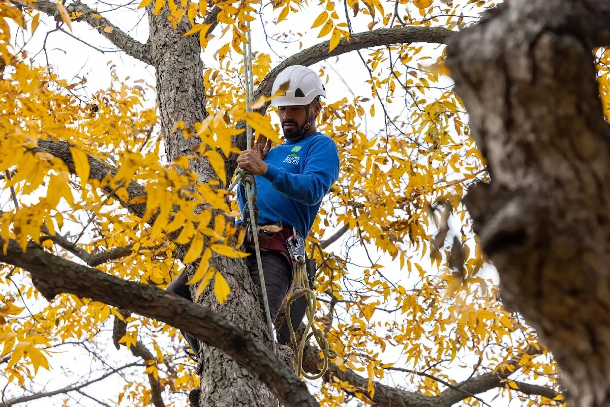 Skilled Tree Trimming crew working in Berkley