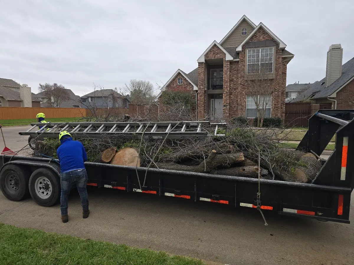 Expert Tree Removal with proper safety equipment in Berkley